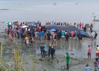 Moradores fazem churrasco de baleia que morreu ao encalhar em Salvador